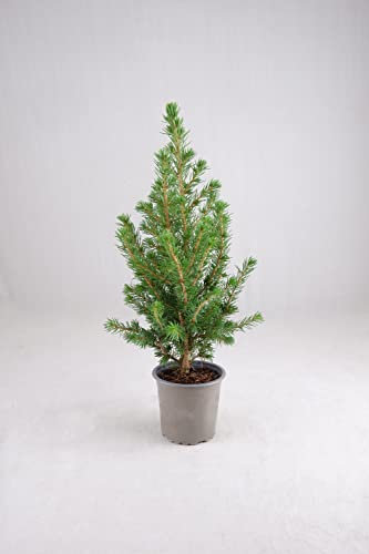 Picea glauca 'Conica' Pot Grown Christmas Tree in 9cm Pot - Real Christmas Tree 35-45cm in Height (with Snow)