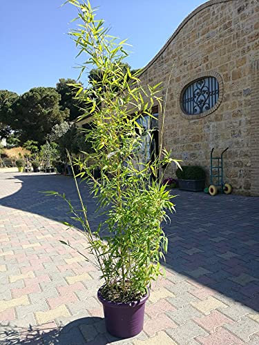 Pianta di BAMBOO PHYLLOSTACHYS AUREA chiaro BAMBU' h 120 cm IN VASO 24 CM AMDGarden