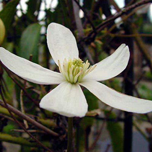 Clematis Armandii - Waldrebe 50-60 cm Pflanzcontainer