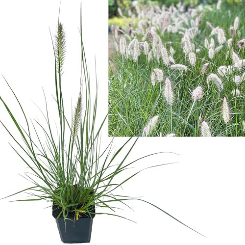 Zwerg Lampenputzergras | 24 Stück im Topf| Pennisetum al. 'Little Bunny' von Intragarten Winterhartes Ziergras Mehrjährig
