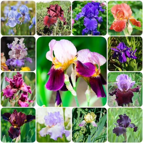 12 bulbi di iris iris, perenni resistenti - bulbi da giardino a primaverile, Iris tectorum piante da giardino moderne decorative per inverdimento