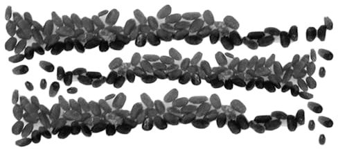 kiskick 50 Pz/borsa Semi di Dionaea Muscipula Facile da piantare Decorativo Mini Giardino Dionaea Muscipula Semi per Cortile Semi ad alto rendimento per la coltivazione Semi di Dionea Muscipula