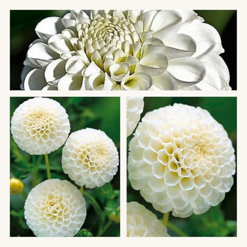 Pompom Dahlia Snowflake x 3 Tubers. Pretty White Summer Flowers. Easy to Grow