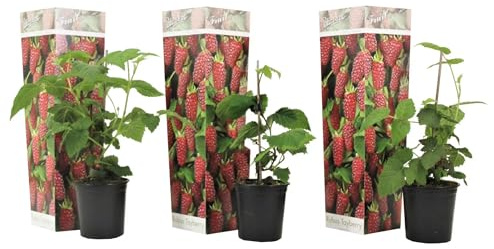 3 Stück Tayberry Pflanzen – Brombeere & Himbeere Kreuzung (Rubus 'Tayberry') – Beerenstrauch 25–40 cm inkl. Topf – robuste Obstpflanze für Garten, Terrasse & Naschgarten