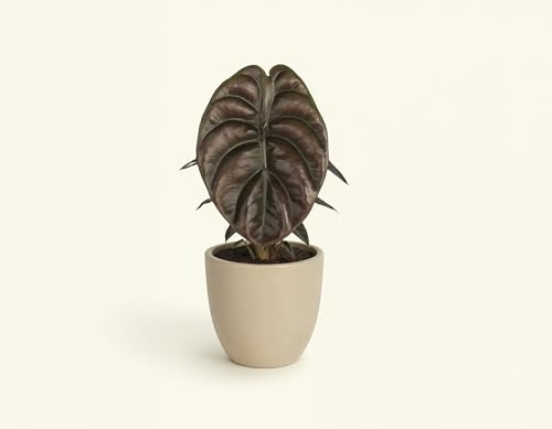 NatureHolic Zimmerpflanze Alocasia cuprea Red Secret - metallisches Pfeilblatt mit kupferrot glänzenden Blättern - Pflegeleichte echte Pflanze für Drinnen - 10cm, 6cm Topf