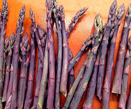 Petsdelite® 5 Samen Spargelkrone, Spargel, lila Passion