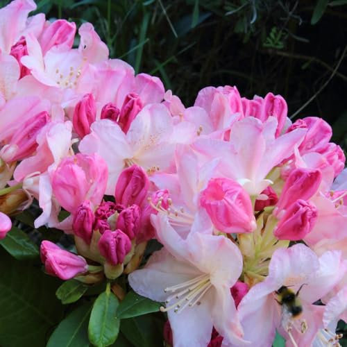 Rhododendron 'Yakushimanum Soft Pink' - Compact Evergreen Shrub with Large Pink Blooms - RHS Award Winner - Ideal for Small Gardens and Containers - 1x 3 Litre Potted Plant by Thompson & Morgan
