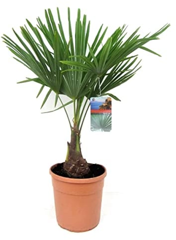 Plant in a Box - Trachycarpus Fortunei - Palmier de Chine - Palmier exterieur - Pot 21cm - Hauteur 65-75cm
