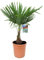 Plant in a Box - Trachycarpus Fortunei - Asiatische Fächerpalme - Palme Winterhart für draußen - Gartenpflanze - Topf 21cm - Höhe 65-75cm