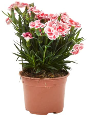 Verdecora Clavelina | Clavel chino | Planta natural de exterior con flor en maceta de Ø11cm (1)