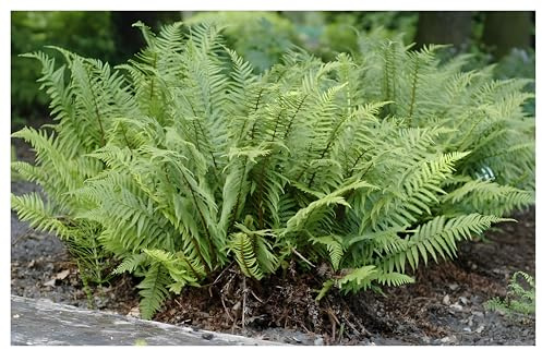 Stauden Gänge 3 x Dryopteris affinis 'Crispa' Krauser Schildfarn winterhart | Immergrüner Farn für Halbschatten bis Schatten, mehrjährig, 1 L Topf (11x11 cm)