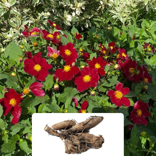 1 Dahlia Mignon Purple Bulb – Deep Purple Blooms, Summer-Flowering Perennial – Ideal for Pots & Gardens – Grows Well in UK Climate