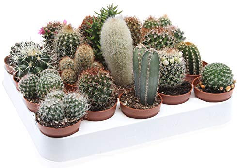Kakteen Mischung, je im 5,5cm Topf, (5er Set)