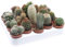 Kakteen Mischung, je im 5,5cm Topf, (5er Set)