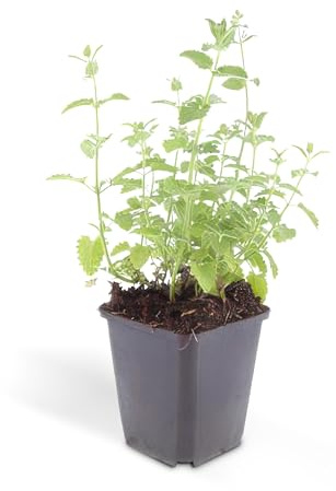 Nepeta faassenii 'Six Hills Giant' – Hierba de fácil cuidado – Maceta de 9 cm – Juego de 20 plantas