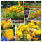 Ringelblume F1 Hybrid Gelb und Orange Vanilla Flower 2000+ Samen (Gelb)