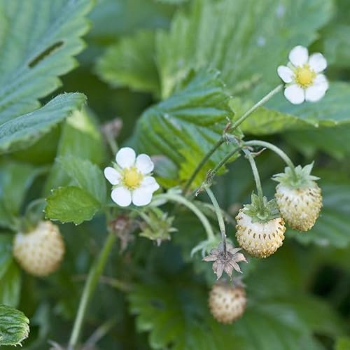 Bio Monats-Erdbeere Hummi® 'Weiße Fee', öftertragend, Topf 11x11 cm, 3 Pflanzen