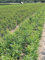 Kirschlorbeer Prunus Genolia 140-160 cm IM TOPF. 8 St. Kirschlorbeer Hecke