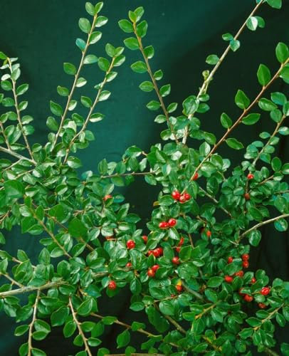 Cotoneaster divaricatus 80-100 cm - Strauchmispel, rote Beeren, Herbstfärbung, ideal für Hecken, bienenfreundlich, pflegeleicht und winterhart