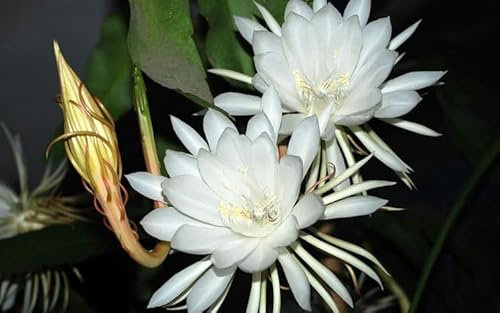 EPIPHYLLUM LINGUA DI SUOCERA A FIORE BIANCO GIGANTE FOTO REALI VASO 14CM