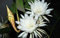 EPIPHYLLUM LINGUA DI SUOCERA A FIORE BIANCO GIGANTE FOTO REALI VASO 14CM