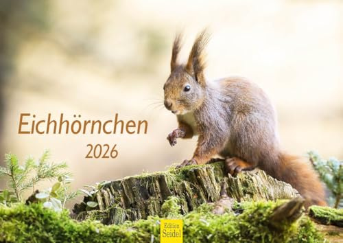 Edition Seidel Premium Kalender Eichhörnchen 2026 Format DIN A4 Wandkalender Tierkalender Wildtiere Waldtiere heimische Tiere