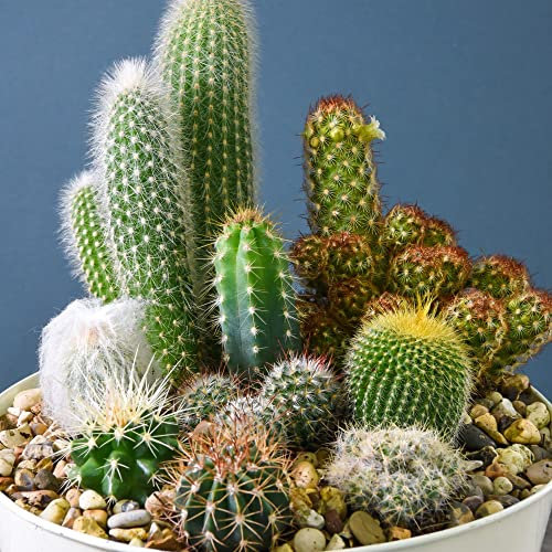 Cactus Mix House Plant Seeds Tender Perennial Low Maintenance Easy to Grow Your Own Cacti Houseplants 1x Pack Seed (Approx. 20 Seeds) by Thompson and Morgan