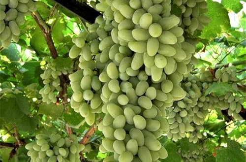 UVA DA TAVOLA BIANCA CORNO REGAL SENZA SEMI,RESISTENTE, GRANO CROCCANTE, TARDIVA VASO 1 LITRI