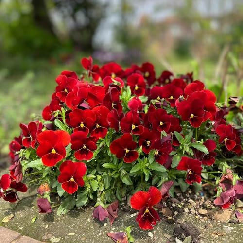 stiefmütterchensamen winterhart - stauden mehrjährig hornveilchen extrem kübel balkon exotische gartendeko für draußen 30pcs