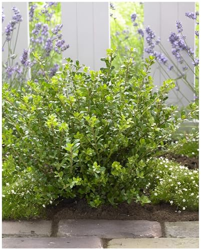 Stauden Gänge 25 x Ilex crenata 'Glory Gem' (Buchsbaum Ersatz/Immergrün/Winterhart/Mehrjährig) Japanischer Berg Ilex - Der brillante Hingucker für Ihren Garten - Top für Hecken