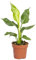 Bloomique - Strelitzia Reginae - Oiseau de paradis - Plante d’intérieur - Dépolluante - Facile à entretenir - Hauteur 30-40 cm - Pot 12 cm