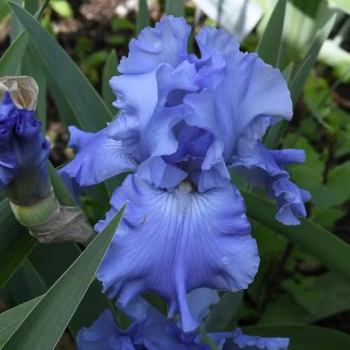 6 piezas bulbos de iris, Iris tectorum, regalo de jardín Bulbos de iris, bulbos de iris, Plantas para lugares soleados plantas de interior decorativas para el salón Regalos originales
