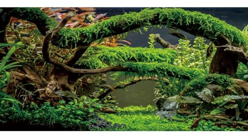 MIRRORANG 76x46cm Fond d'aquarium Branches Fond de Terrarium Plante Aquatique lit de rivière et lac Fond de réservoir de Poissons Fond Vinyle