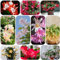 Semi di cactus di Natale - pianta da appartamento Vaso per piante Schlumbergera semi di erbe aromatiche cactus di Natale - Serie Piante Rare - fiori da balcone piante resistenti per il 200pcs