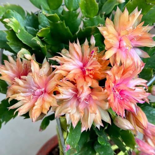 weihnachtskaktus schlumbergera, balkon gewächshäuser, bio winterhart mehrjährige exotische 350samen