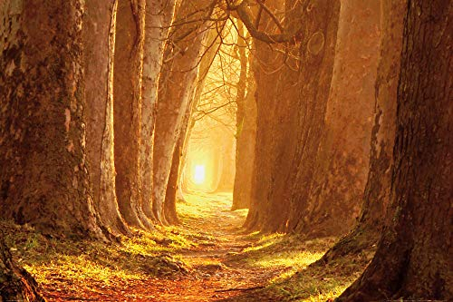 1art1 Wälder XXL Poster Magisches Licht, Waldweg Im Herbst Plakat | Bild 120x80 cm