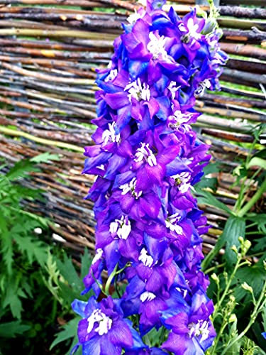 150 Semi di Delphinium (Sperone di cavaliere)