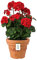 botle Pot de fleurs rond en terre cuite avec motif, diamètre : 30 cm, hauteur : 23,5 cm, capacité : 8 l, pot de fleurs rond, pot de fleurs, pot de fleurs, pot de fleurs, pot de fleurs, pot de fleurs,