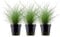 AquaOne Aquarium Pflanze 3 Stück Eleocharis parvula I Wasserpflanze Aquariumpflanze Bodendecker voll durchwurzelt einfach pflegeleicht Aquascaping Dekoration
