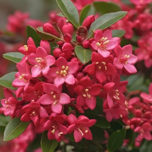 ESCALLONIA RED DREAM fiore ROSSO sempreverde H40CM vaso16 FOTO REALE AMDGarden