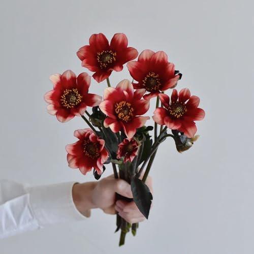 dahlien knollen kaufen - Dahlia - frühlingsblumen zwiebeln, zimmerbonsai bonsai dahlie zwiebel, geschenke für gartenfreunde, summer frische blumen, gartendeko für draußen 2pcs