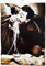 KUSTOM ART Bild im Vintage-Stil, Toto-Sammlung, Druck auf Holz, 40 x 30 cm