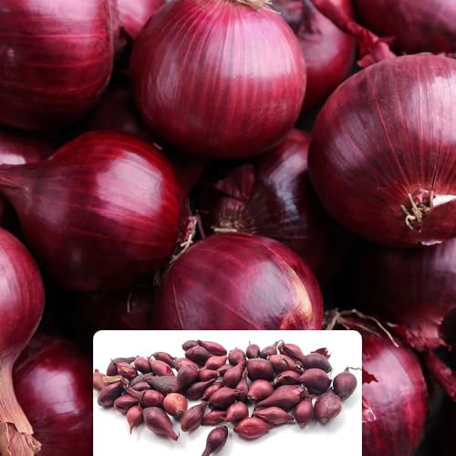 50 Red Baron Onion Sets – RHS Award-Winning Variety – Bold Flavour for Your Garden – Perfect for UK Climate