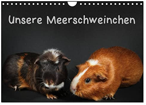 Unsere Meerschweinchen (Wandkalender 2023 DIN A4 quer): Lustige Meerschweinchenfotos (Monatskalender, 14 Seiten ) (CALVENDO Tiere)