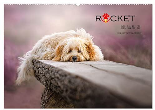Rocket der Havaneser (Wandkalender 2026 DIN A2 quer), CALVENDO Monatskalender: Kleiner Havaneser ganz groß (CALVENDO Tiere)