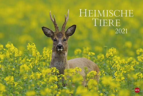 Heimische Tiere - Posterkalender - Kalender 2021 - Heye-Verlag - Wandkalender mit wundervollen Naturaufnahmen - 58 cm x 39 cm