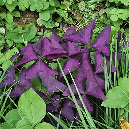 5 violette Oxalis-Zwiebeln, Oxalis triangularis, Blumenzwiebeln bringen Farbe in Ihren Garten – violette Oxalis-Zwiebeln für mehrjährige Pflanzen