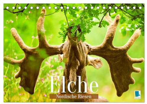 Elche: Nordische Riesen (Tischkalender 2026 DIN A5 quer), CALVENDO Monatskalender: Der Elch: König aller Hirsche (CALVENDO Tiere)