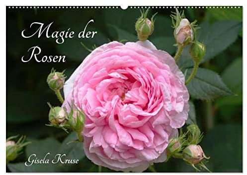 Magie der Rosen (Wandkalender 2026 DIN A2 quer), CALVENDO Monatskalender: Die nie aufhörende Anziehungskraft von Rosen (CALVENDO Natur)
