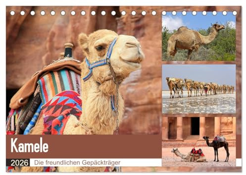 Kamele - Die freundlichen Gepäckträger (Tischkalender 2026 DIN A5 quer), CALVENDO Monatskalender: Ein entbehrungsreiches Leben in Wüsten (CALVENDO Tiere)